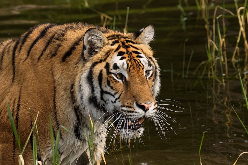 Siberian Tiger-Panthera tigris Altaic Captive